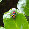 Harlequin Bug nymph
