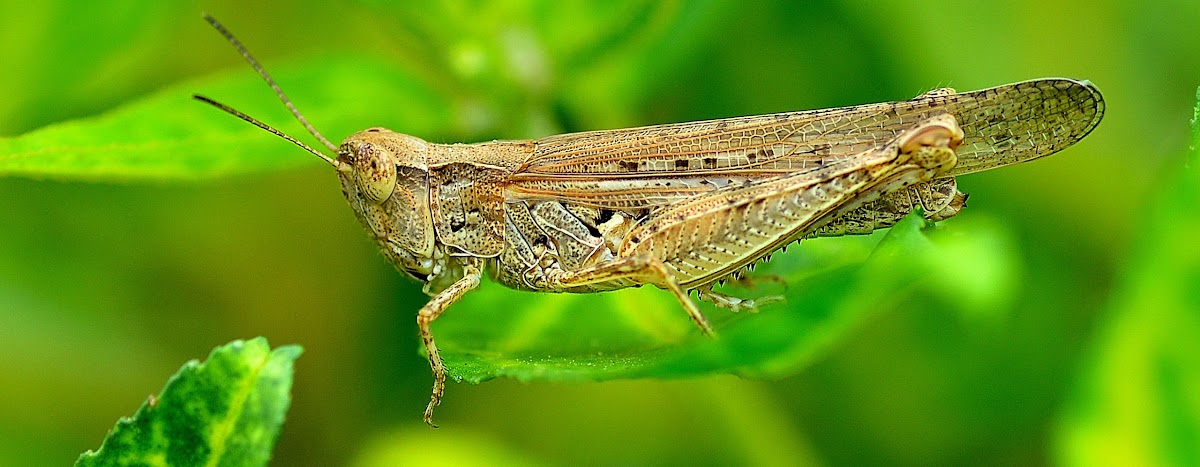 Grosshopper