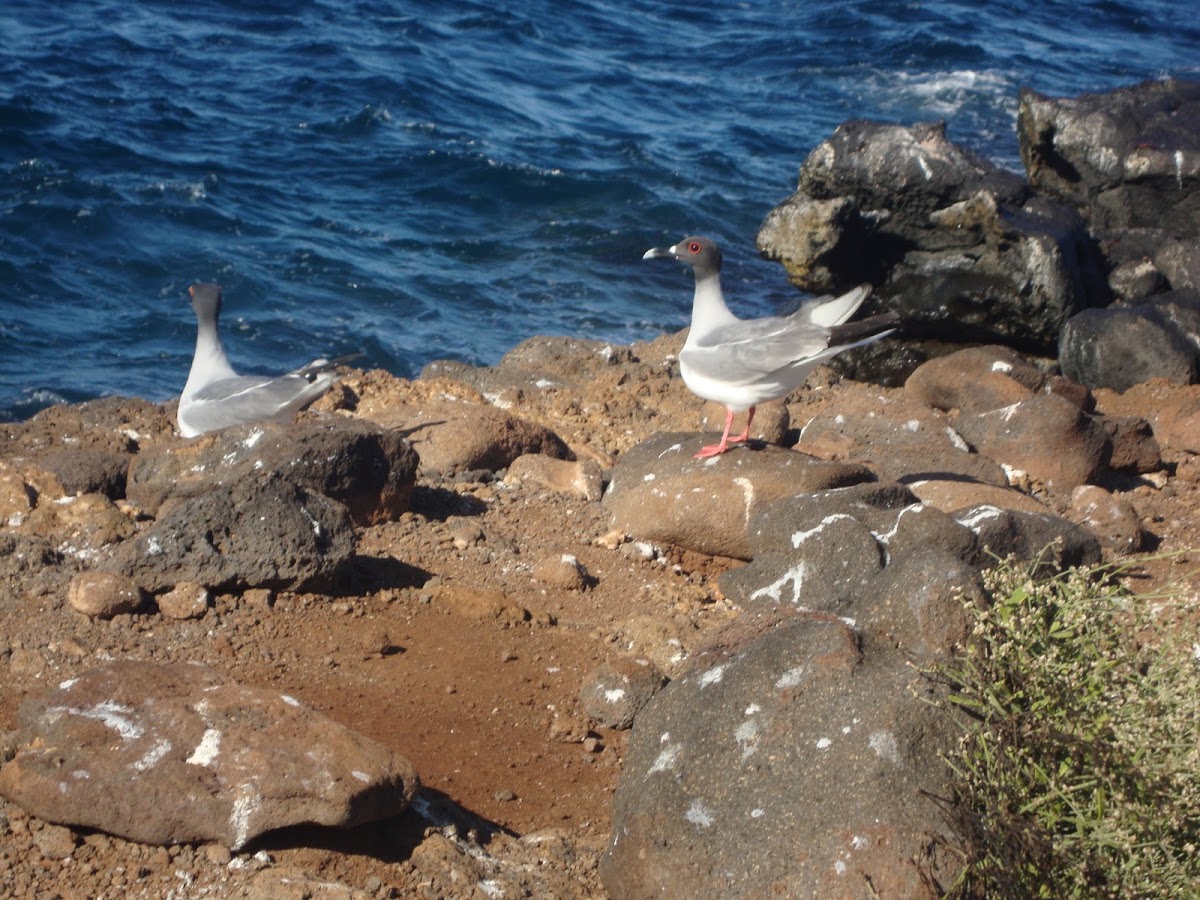 Swallow-tailed Gull