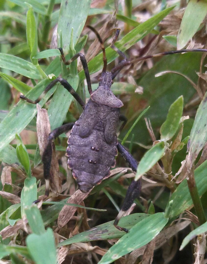 Spine-headed Bug (nymph)