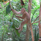 Northern Pigtail Macaque