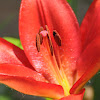 Daylily