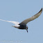 Whiskered Tern; Fumarel Cariblanco