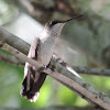 Ruby-throated Hummingbird      female