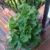 Porch plant