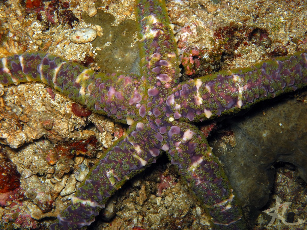 Banded Bubble Star