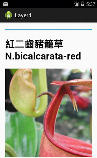 宏仔食蟲植物