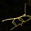 Stick Insect, Phasmid