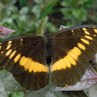 orange-banded plane