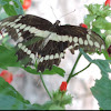 Eastern Giant Swallowtail