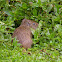 Preá (Brazilian guinea pig)