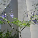 Jacarandá en flor