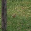 Mourning Dove