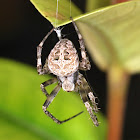 Orb Weaver spider