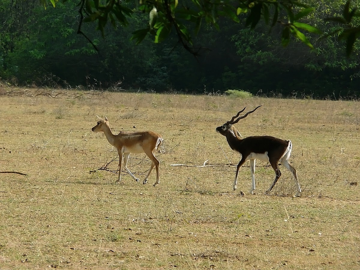 black buck