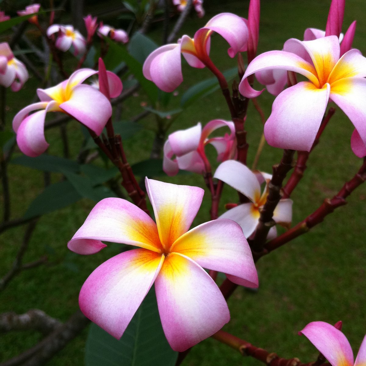 Frangipani flower