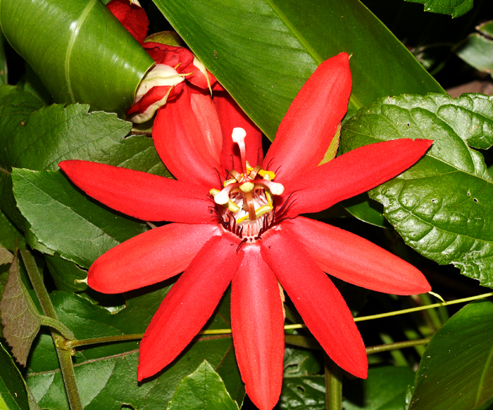 Crimson Passionflower