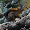 Red-tailed Squirrel