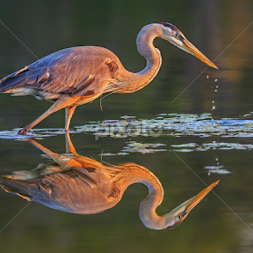 Morning Hunt by Bill Killillay - Animals Birds