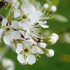 Plums (Flowering tree)