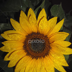 Sunflower by Peggy LaFlesh - Flowers Flower Gardens