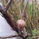 Chocolate Banded Snail