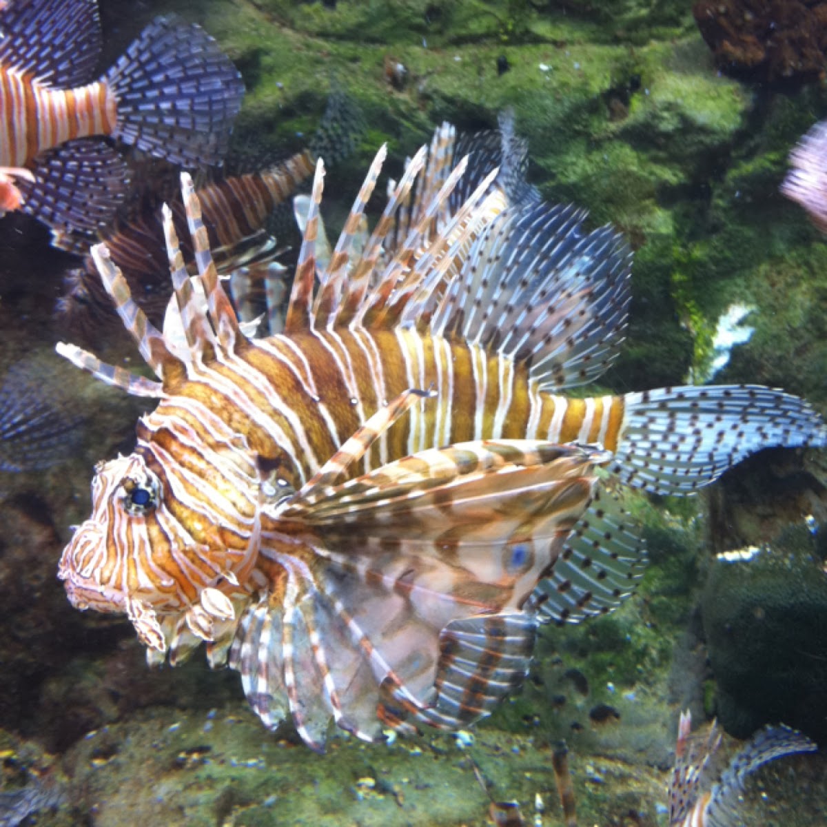 Red lionfish