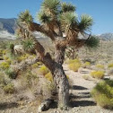 Joshua Tree