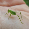 baby Great Green Bush-Cricket