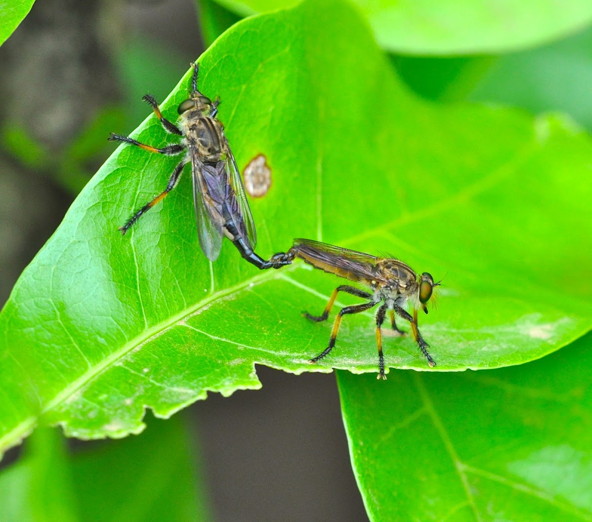 Mating Robber Flies