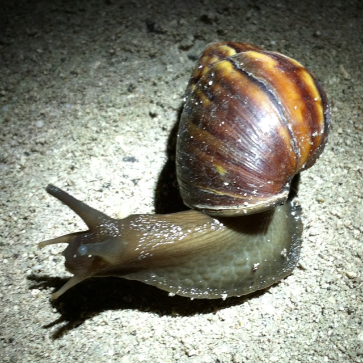 Giant African Land Snail / Große Achatschnecke