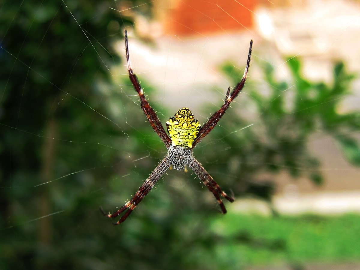 Hawaiian Garden Spider Project Noah