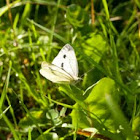 Green-veined White