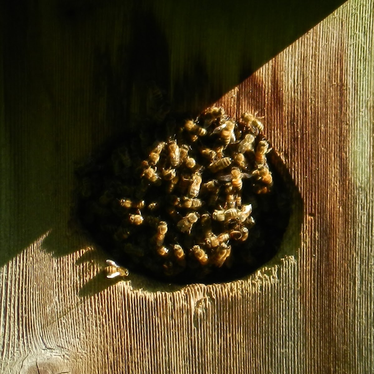 Honey Bee Nest