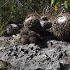 polmis, biznaguita, mamilaria cactus