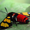 Painted Handmaiden Moth