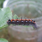 Yellow-tail (caterpillar)