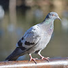 Feral Pigeon