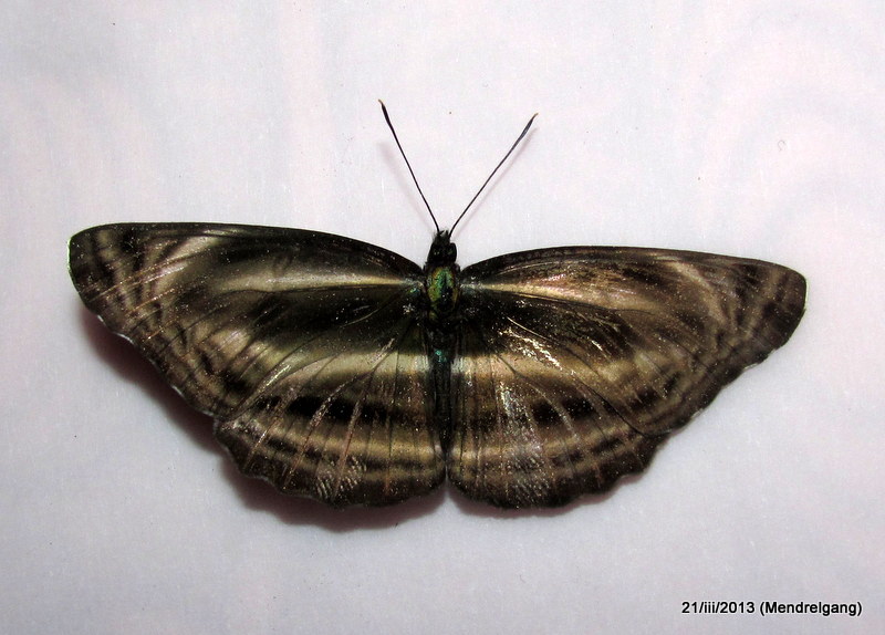 Dingy Sailer (Nymphalidae)