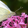 Large white (male)