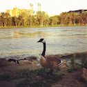 Canada Goose