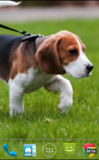 Beagle Dogs Live Wallpaper