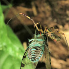 Golden orb spider and Cicada