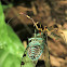 Golden orb spider and Cicada