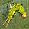 caterpillar with parasites