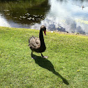 Black Swan