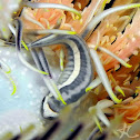 Three-stripe Featherstar Clingfish
