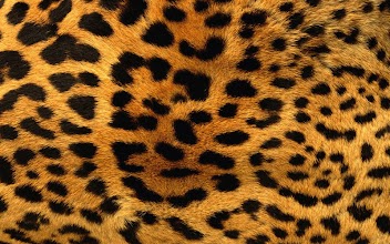 Leopard Wallpapers APK Download for Android