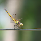 Common Darter