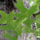 Red Oak